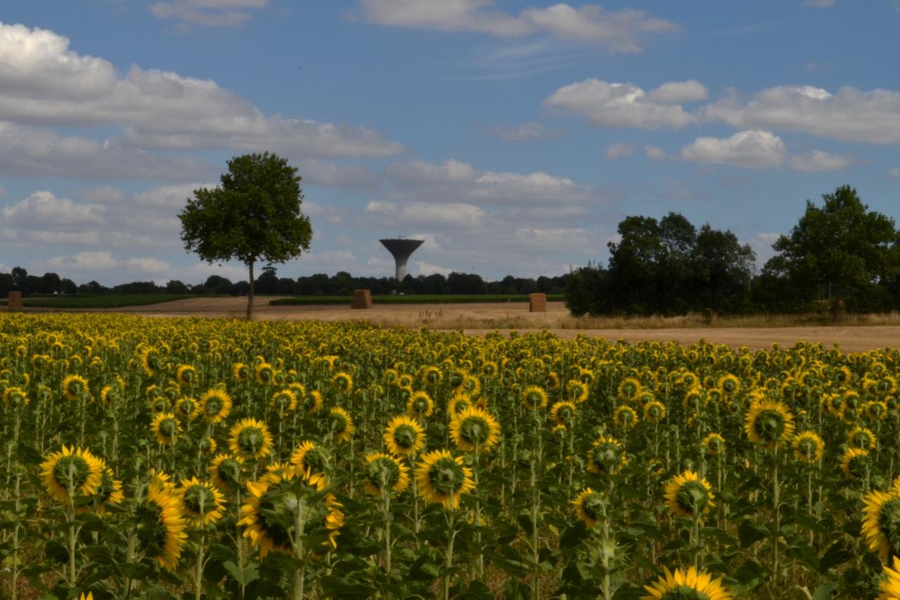 1-2-3 ...tournesols-le 26-07-2016