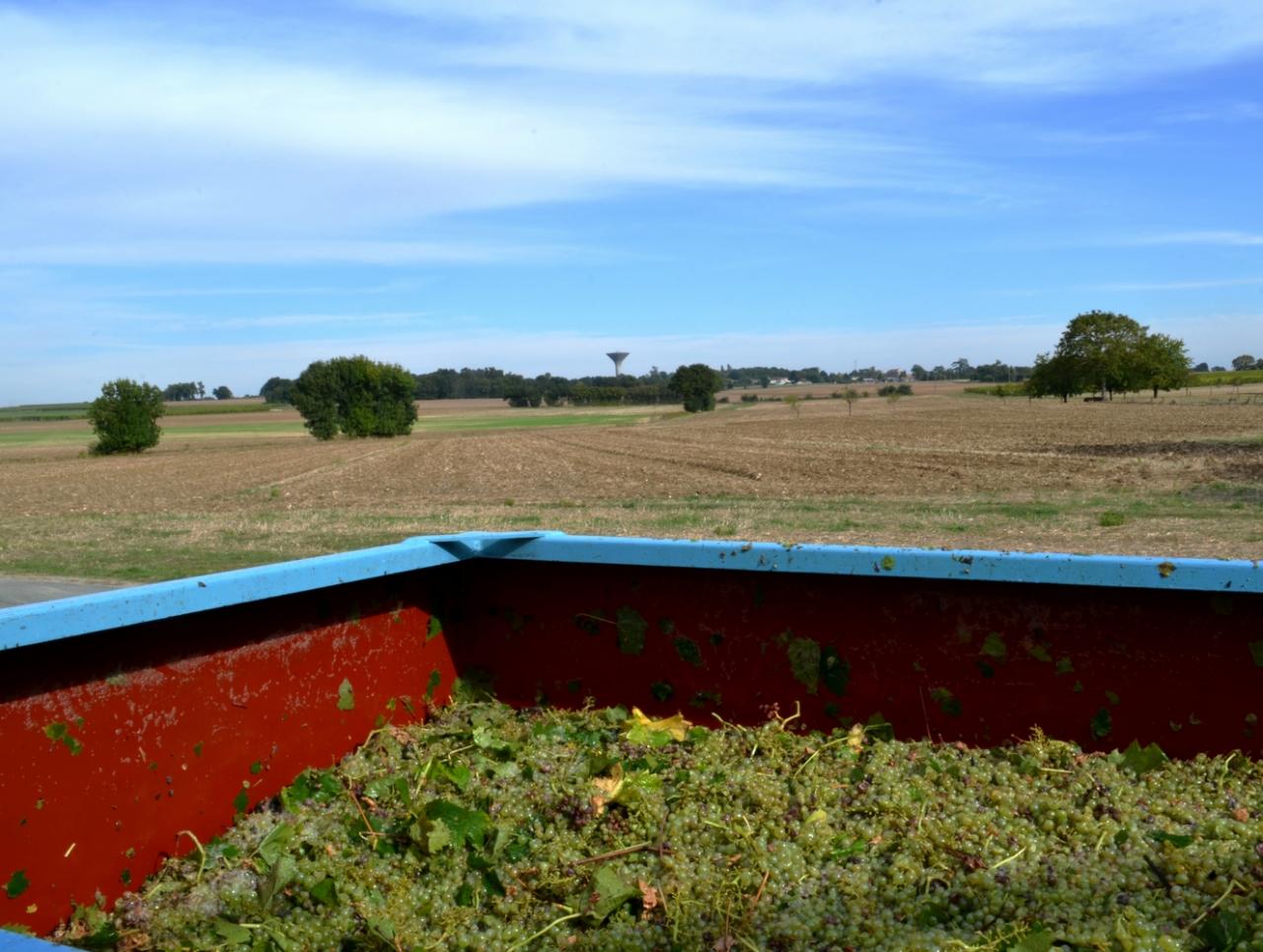 Vendanges à La Tranche le 07-10-2016