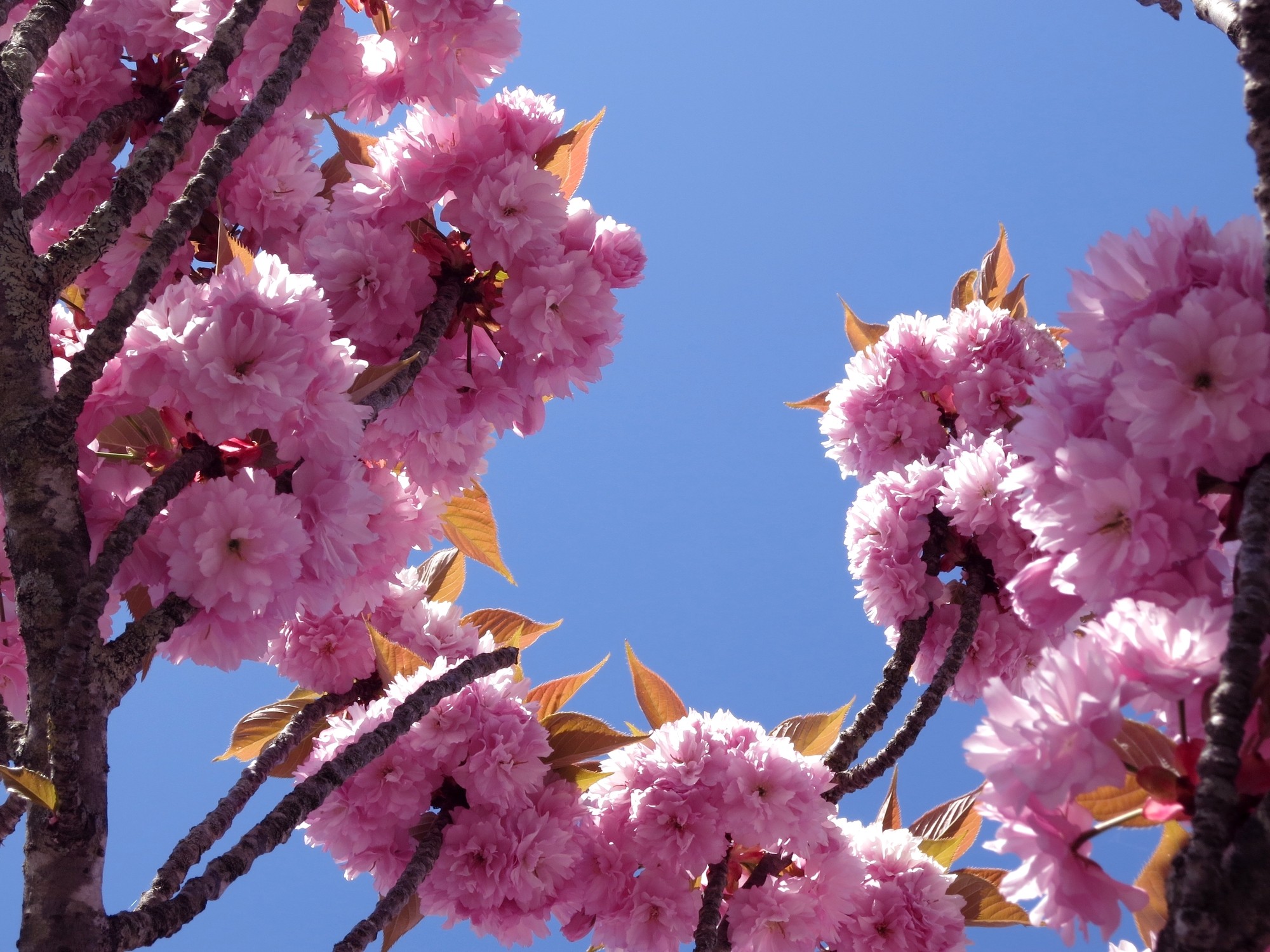 Bientôt le printemps, courage