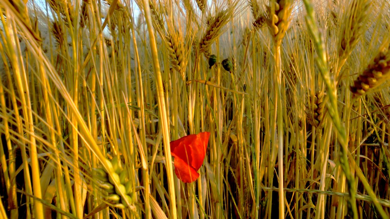 Perdu dans les blés