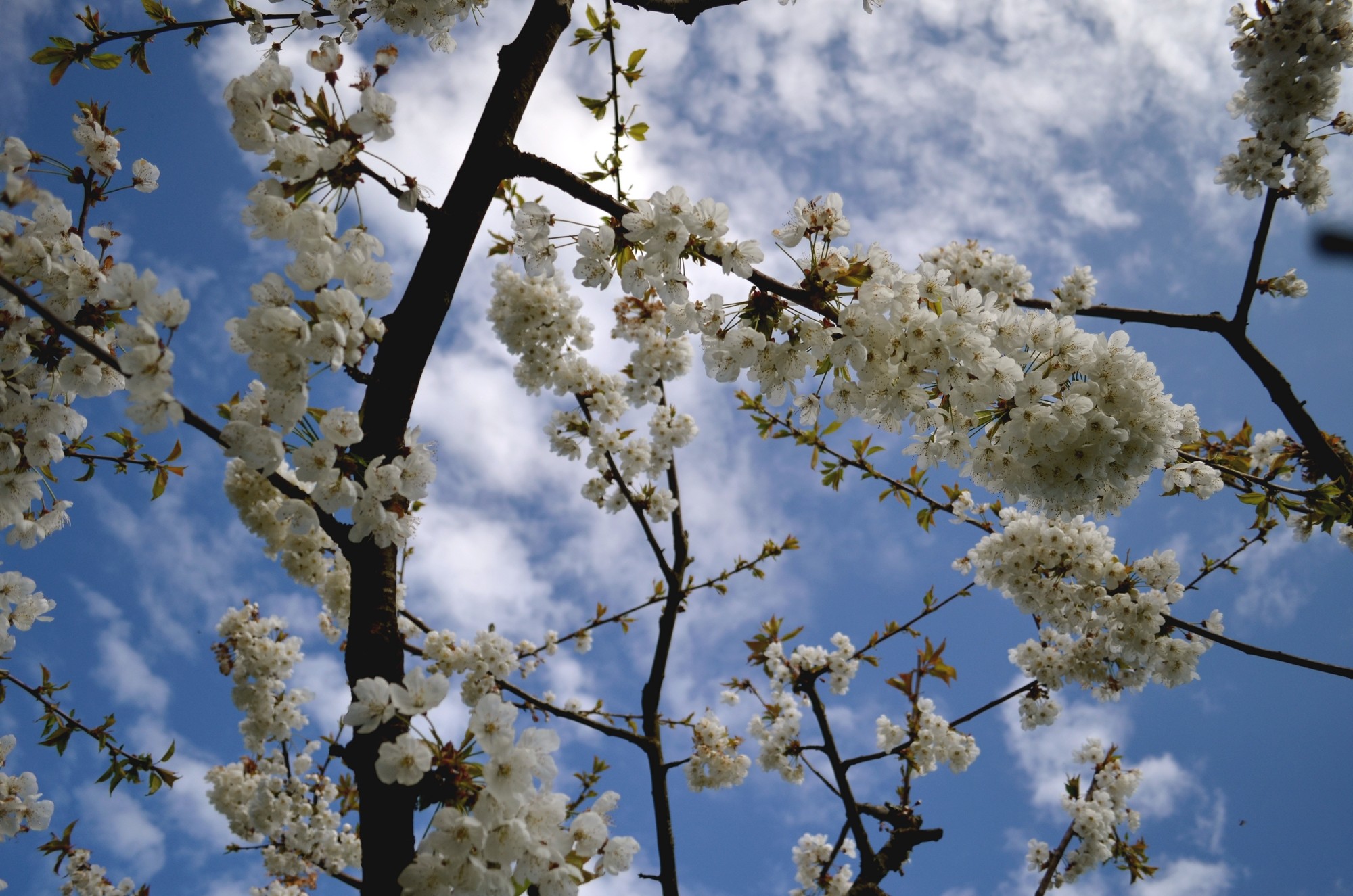 Courage, bientôt le printemps