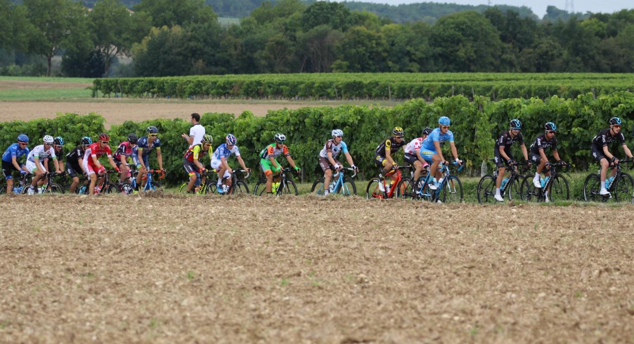 dans les vignes