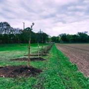 Plantation 40 arbres 2022