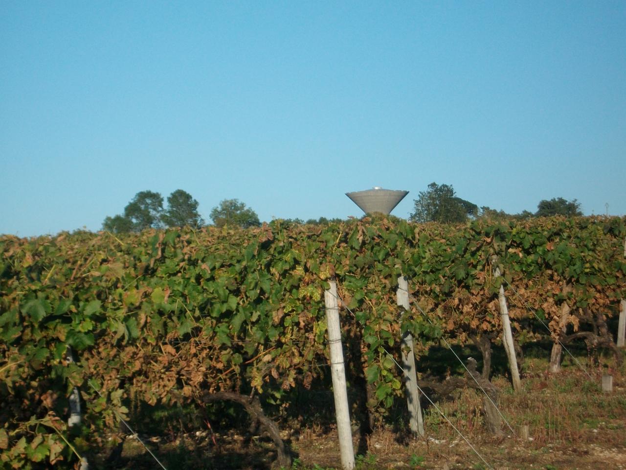 La vigne de chez nous