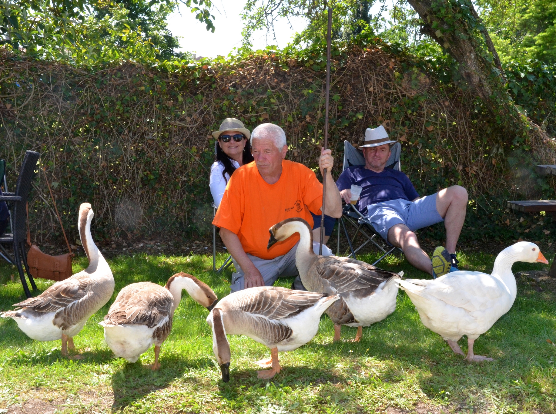 oies en pause-frairie 2019