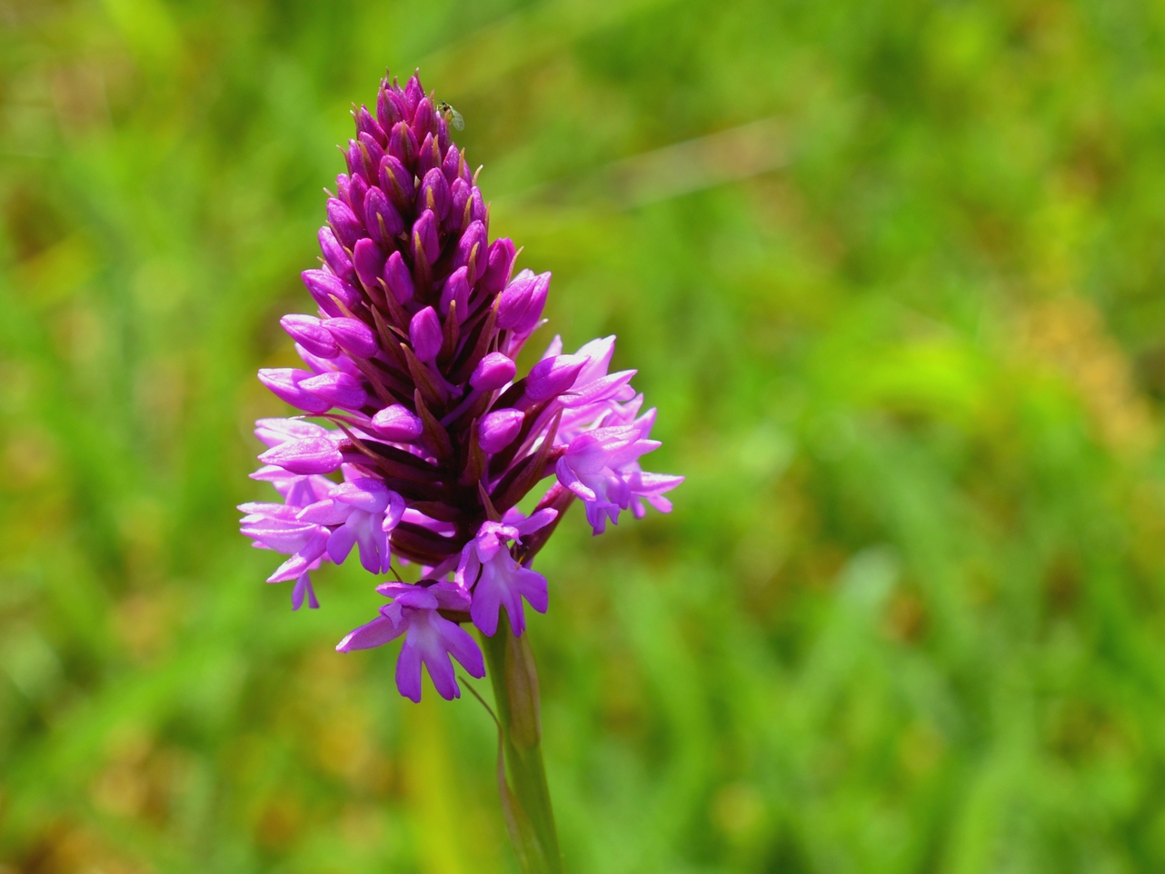 Une orchidée répandue en 2018 : l'orchis pyramidal