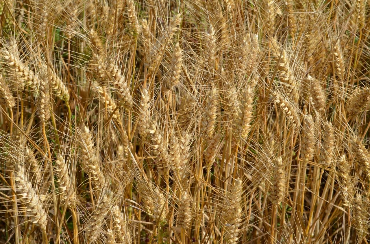 Les blés sont presque mûrs-le 28-06-2016