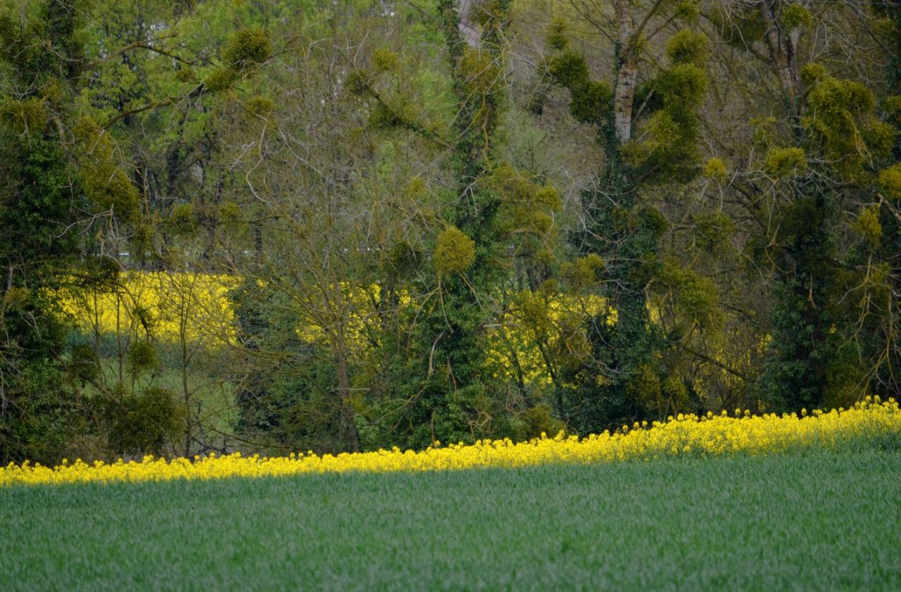 Le printemps, vers Les Fontaines-le 14-04-2016