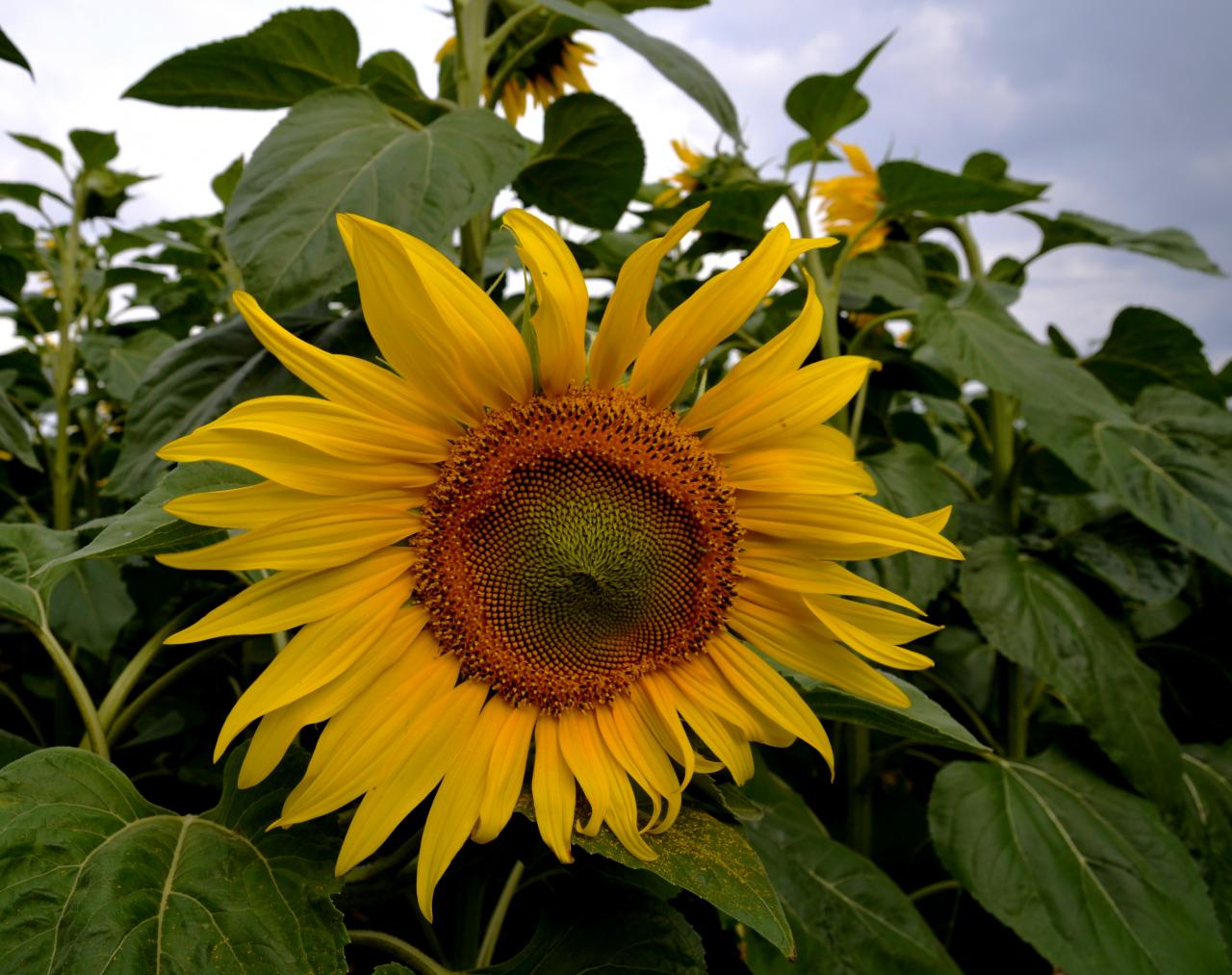 Tournesol très proche