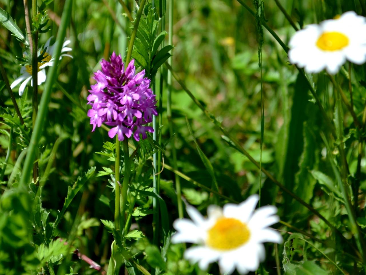 Une orchidée assez répandue sur la commune