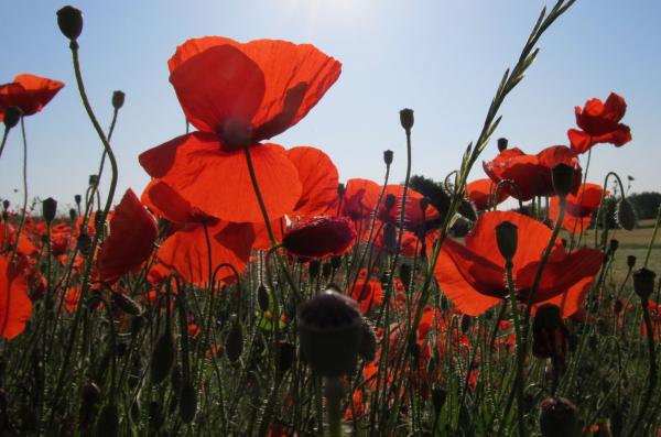 coquelicots-fleurs