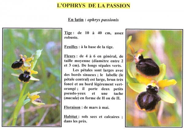 Ophrys de la passion