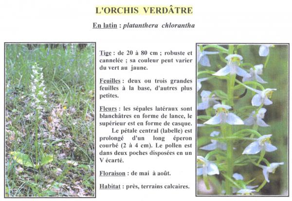 Orchis verdatre